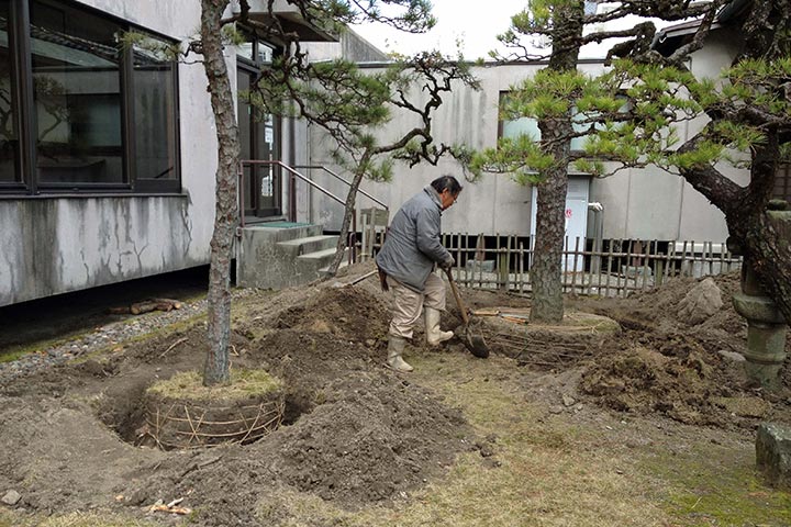 松の仮移植